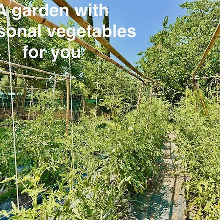 Night Flower With Private Pool By Dadovillas * Dassiá